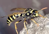 Pied Piper Pest Control photo 5