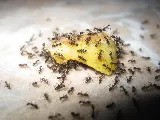 Pesticon Pest Control Vancouver photo 2