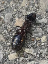 Home-Tite Pest Control & Proofing photo 4