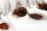 Chase Pest Control photo 3