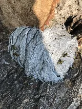 Beeman Pest Solutions photo 2