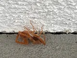 Dewey Pest & Termite Control photo 8
