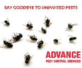 Advance Pest Control photo 4