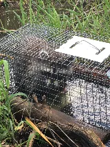 Pal Pest Bat Control photo 8