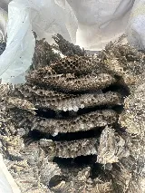 Wise Pest Solutions photo 8