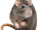 A&R Pest Solutions