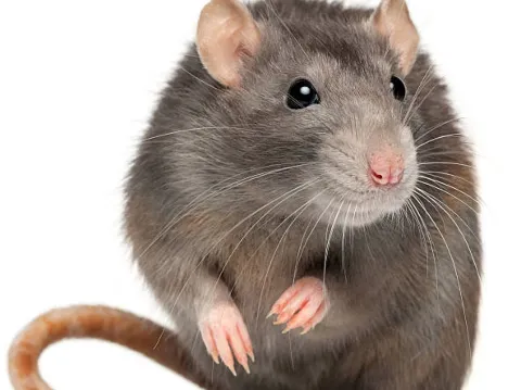 A&R Pest Solutions photo 1