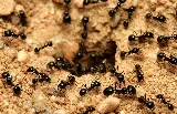 Heart of the Commonwealth Pest Control Solutions photo 3
