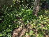Lee's General Landscaping and Yard Clean Up photo 8