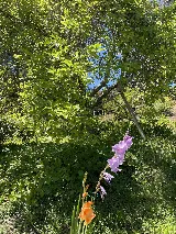 Lawrence Bennett Landscape Design and Construction photo 8