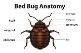 Bed Bug Exterminator Buffalo photo 6