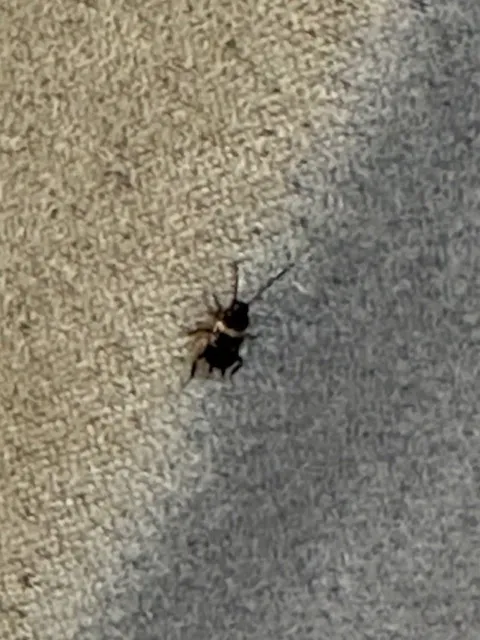 Pyramid Pest Control LLC in Murfreesboro