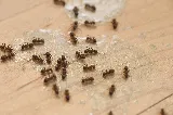 Georgetown Pest Control