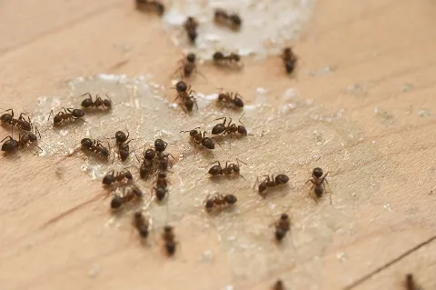 Georgetown Pest Control in Georgetown