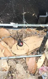J D's Pest Control photo 2