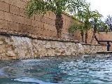 The Pool Guy photo 3