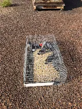 Wildlife Trapper Pro photo 8