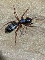 Apex Pest Control Solutions photo 6
