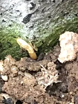Pro-Staff Termite & Pest Control of The Midwest, LLC photo 7