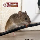 Accurate Pest Control photo 4