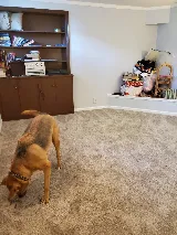 Creative Carpets photo 4
