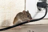 Flatline Pest Control photo 4