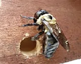 Security Pest Control photo 6