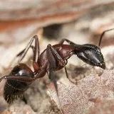 Knockout Pest Control photo 6