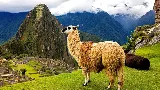 Llamamovers