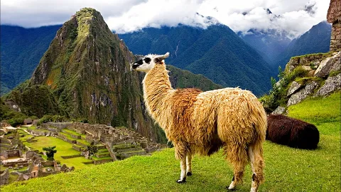 Llamamovers in Corvallis