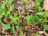 A One Pest Control Inc. photo 7