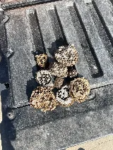 Safe Pro Pest Control photo 3