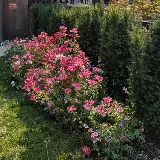 Black Cat Gardenscapes photo 6