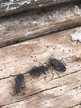 Bug Bully Pest Control photo 4
