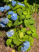 Landscapers Yonkers photo 3