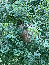 Premier Pest Solutions photo 3