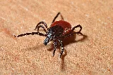 Best Pest Control Billings photo 4