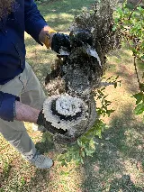 Talent Pest Control photo 5