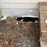 Quality Pest Control Gta Whitby photo 2