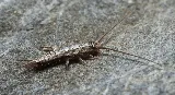 Big Blue Bug Solutions photo 8