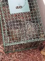 Rapid Wildlife Services photo 3