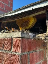 We Got Ya Pest Control ! photo 7