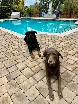 Beachfront Pools & Design Inc. photo 8