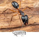 Conquistador Pest & Termite photo 5