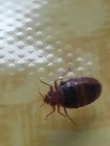 Bug Techs Pest Control Company Inc photo 7