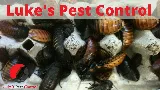 Luke's Pest Control