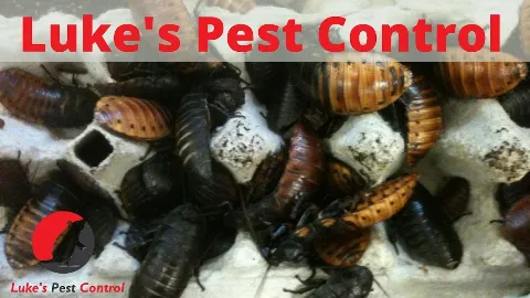 Luke's Pest Control photo 1
