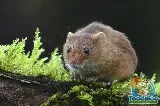 Toodaloo Pest Control photo 2