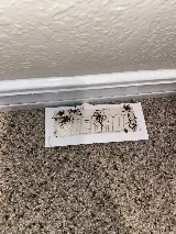 A Star Pest Control photo 2