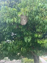 Bugman Plus photo 8